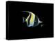 Moorish Idol-Durwood Coffey-Premier Image Canvas