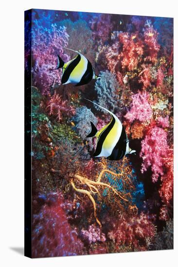 Moorish Idols-Georgette Douwma-Premier Image Canvas