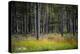 Moorlands, Raised Bog, Gnosjö-Sonja Jordan-Premier Image Canvas