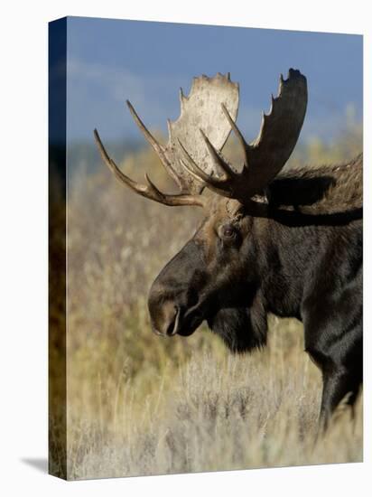 Moose (Alces Alces) Bull, Grand Teton National Park, Wyoming, USA-Rolf Nussbaumer-Premier Image Canvas
