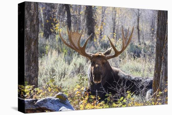 Moose (Alces Alces), Gros Ventre Valley, Grand Tetons National Park, Wyoming, U.S.A.-Gary Cook-Premier Image Canvas