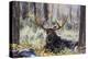 Moose (Alces Alces), Gros Ventre Valley, Grand Tetons National Park, Wyoming, U.S.A.-Gary Cook-Premier Image Canvas