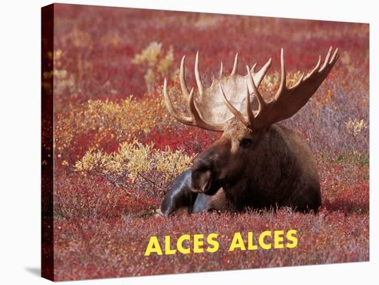 Moose (Alces Alces)-Dee Ann Pederson-Stretched Canvas