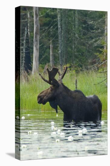 Moose Alert-Orah Moore-Stretched Canvas