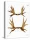 Moose Antlers-null-Premier Image Canvas