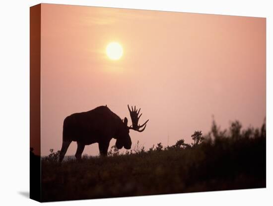 Moose Bull with Antlers Silhouetted at Sunset, Smoke of Wildfires, Denali National Park, Alaska-Steve Kazlowski-Premier Image Canvas