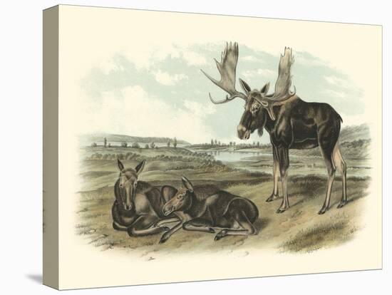Moose Deer-John James Audubon-Stretched Canvas