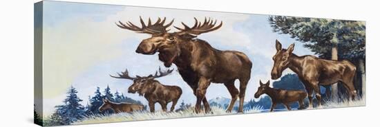 Moose Family-G. W Backhouse-Premier Image Canvas