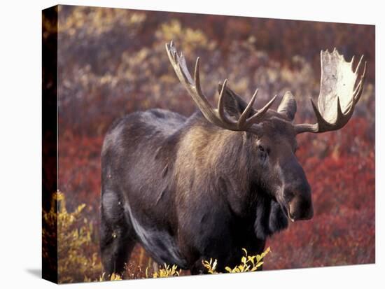 Moose in Autumn Alpine Blueberries, Denali National Park, Alaska, USA-Hugh Rose-Premier Image Canvas