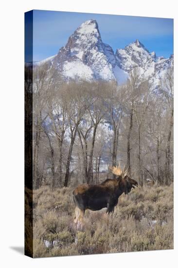 Moose in Field, Grand Teton, Teton Mountains, Grand Teton NP, WYoming-Howie Garber-Premier Image Canvas
