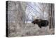 Moose in the Teton Mountains, Grand Teton NP, WYoming-Howie Garber-Premier Image Canvas