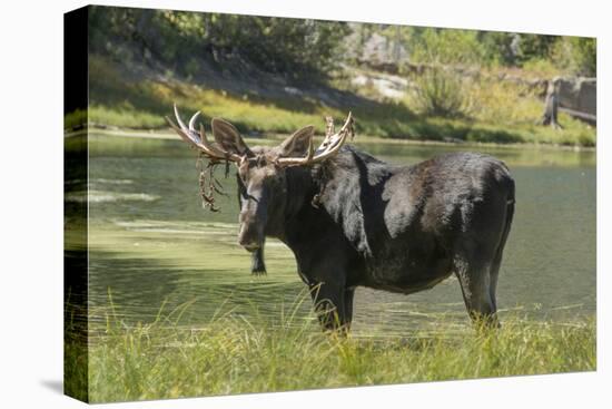 Moose in Uintah Wasatch Cache National Forest, Utah-Howie Garber-Premier Image Canvas