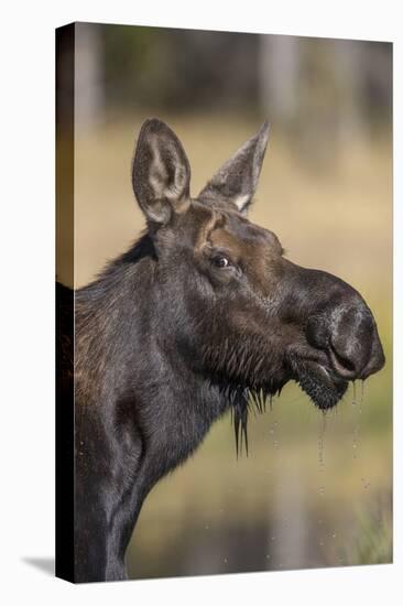 Moose in Watering Hole, Grand Teton National Park, Wyoming, USA-Tom Norring-Premier Image Canvas