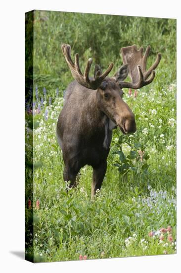 Moose in Wildflowers, Little Cottonwood Canyon, Wasatch-Cache NF, Utah-Howie Garber-Premier Image Canvas