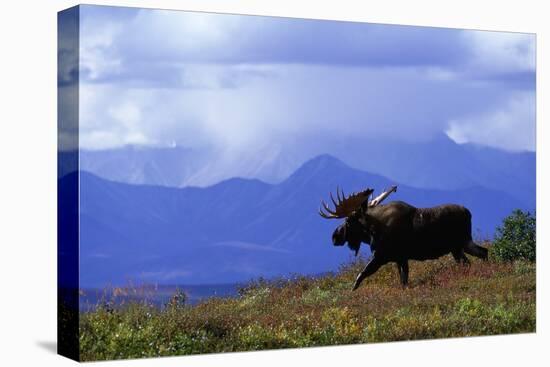 Moose on Tundra Near Mckinley River in Alaska-Paul Souders-Premier Image Canvas