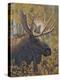 Moose Portrait-Jeffrey Hoff-Premier Image Canvas