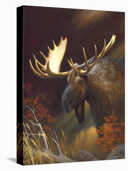 Moose Portrait-Leo Stans-Stretched Canvas