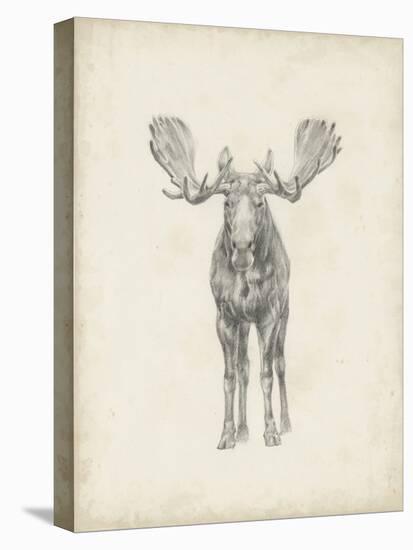 Moose Study-Ethan Harper-Stretched Canvas