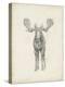 Moose Study-Ethan Harper-Stretched Canvas