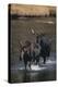 Moose Walking in River-DLILLC-Premier Image Canvas