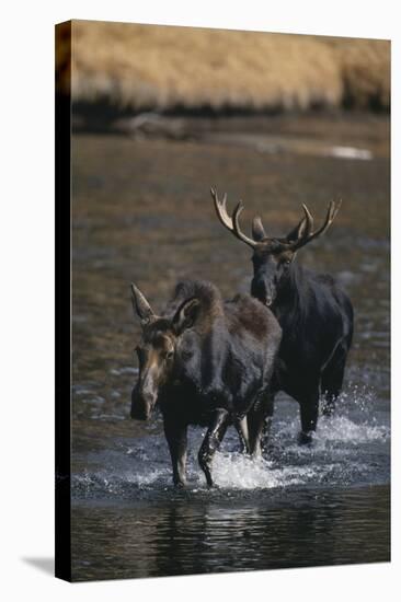 Moose Walking in River-DLILLC-Premier Image Canvas