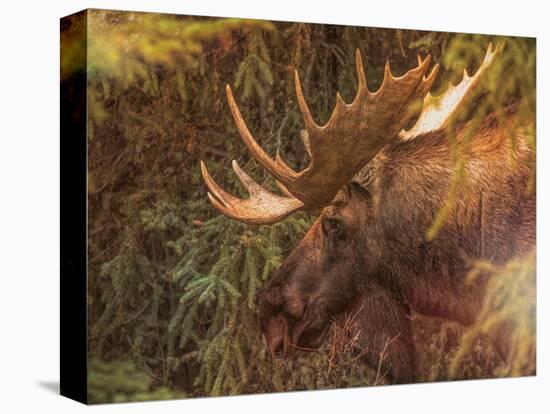 Moose-Dan Sproul-Stretched Canvas