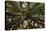 Moreton Fig Tree, Auckland Domain, Auckland, North Island, New Zealand-David Wall-Premier Image Canvas