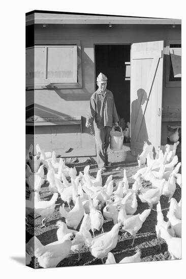 Mori Nakashima feeding chickens, Manzanar Relocation Center, 1943-Ansel Adams-Premier Image Canvas