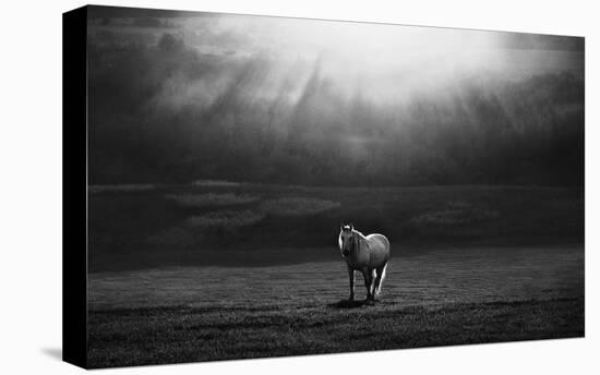 Morning Appearance-Peter Svoboda-Stretched Canvas