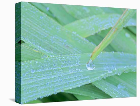 Morning Dew Blades of Grass Covered with Drops-null-Premier Image Canvas
