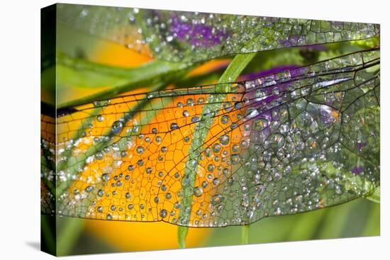 Morning Dew on a Dragonfly Wing-Craig Tuttle-Premier Image Canvas