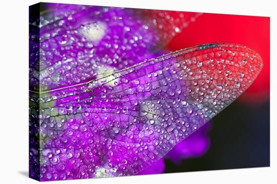 Morning Dew on a Dragonfly Wing-Craig Tuttle-Premier Image Canvas