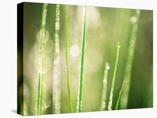 Morning Dew on Grass Leaves-null-Premier Image Canvas