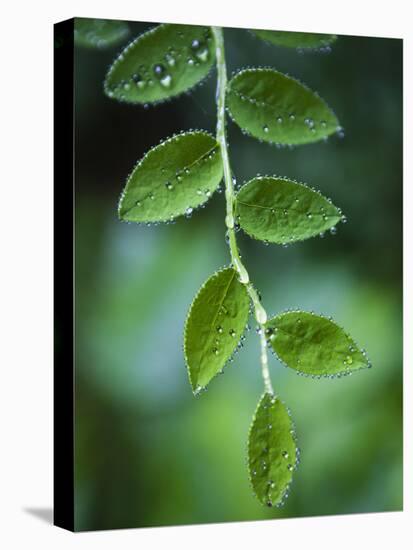 Morning Dew on Red Huckleberry-Ethan Welty-Premier Image Canvas