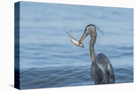 Morning Fish Catch by Great Blue Heron, with Water Splashes-Sheila Haddad-Premier Image Canvas