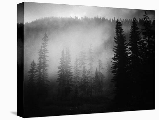 Morning Fog In The Trees Along The Pacific Crest Trail In The State Of Washington-Ron Koeberer-Premier Image Canvas