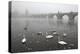 Morning Fog over Swimming Swans and the Charles Bridge in Prague, Czech Republic.-wrangel-Premier Image Canvas