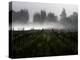 Morning Fog Rises from a Vineyard North of Sonoma, Calif.-null-Premier Image Canvas