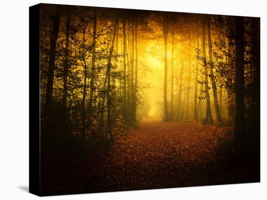 Morning Forest-Philippe Manguin-Premier Image Canvas