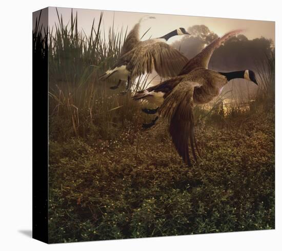 Morning Geese-Steve Hunziker-Stretched Canvas