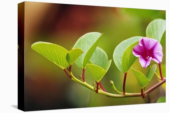 Morning Glory Along Shore-Darrell Gulin-Premier Image Canvas