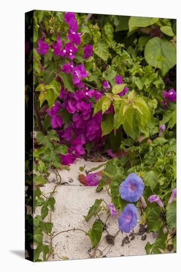 Morning Glory and Bougainvillea Flowers, Princess Cays, Eleuthera, Bahamas-Lisa S^ Engelbrecht-Premier Image Canvas