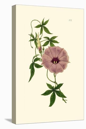 Morning Glory I-Van Houtt-Stretched Canvas