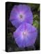 Morning glory, Ipomoea hederacea, Ding Darling National Wildlife Refuge, Florida-Maresa Pryor-Premier Image Canvas