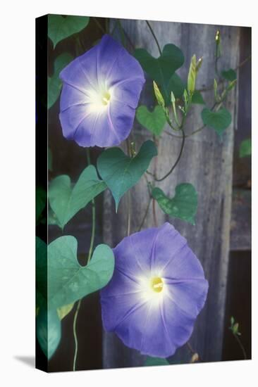 Morning Glory-Anna Miller-Premier Image Canvas