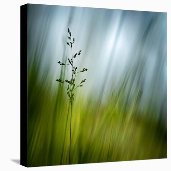 Morning Grass-Ursula Abresch-Premier Image Canvas