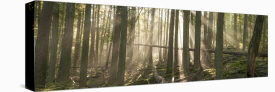 Morning Light and Fog Amidst an Old Growth Cedar Forest.  Glacier National Park, Montana.-Steven Gnam-Premier Image Canvas