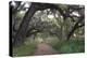 Morning Light Illuminating the Moss Covered Oak Trees in Florida-Sheila Haddad-Premier Image Canvas