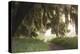 Morning Light Illuminating the Moss Covered Oak Trees in Florida-Sheila Haddad-Premier Image Canvas