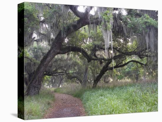 Morning Light Illuminating the Moss Covered Oak Trees in Florida-Sheila Haddad-Premier Image Canvas